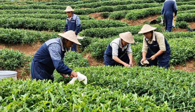 如何选择与使用绿色食材提升健康咨询服务品质
